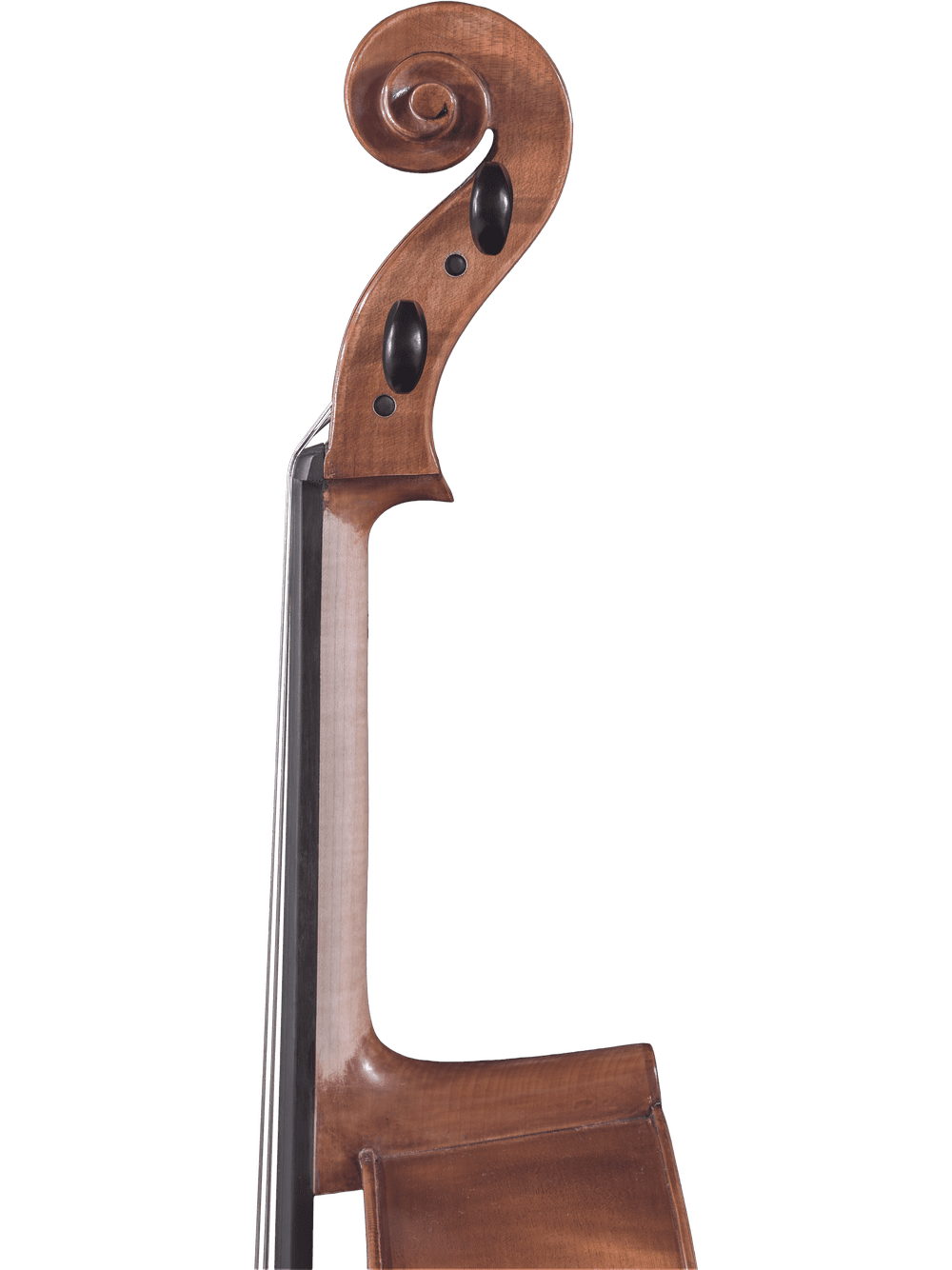 Close-up of the scroll and upper neck of a hand-carved Canzona Caprice 300 Cello Outfit, highlighting its smooth curves and dark tuning pegs against a white background.