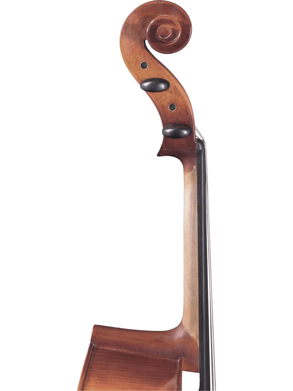 Close-up of the scroll and upper neck of the Canzona Sonata 200 Cello Outfit, a step-up instrument for advancing students, shown against a plain white background.