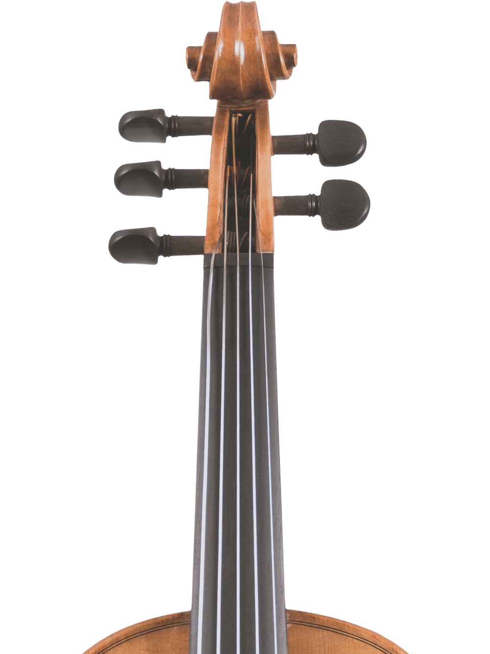 Close-up of the Canzona Violina Cinque 5-String Violin’s upper section, highlighting the scroll, tuning pegs, and fingerboard against a plain white background.