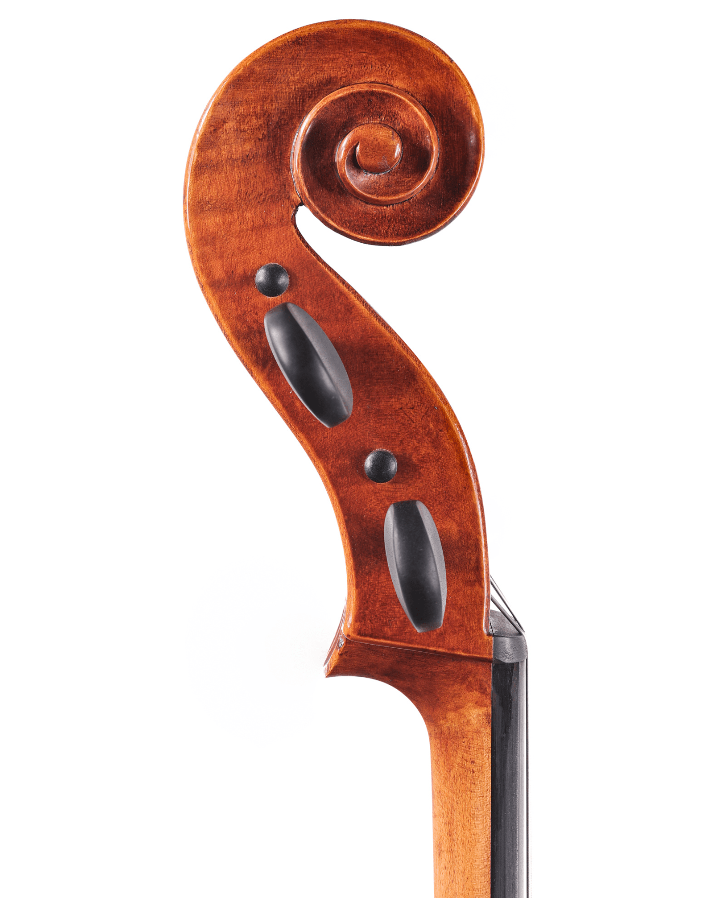 Close-up of the Revelle 650NS 4/4 Cello scroll, featuring a finely carved spiral at the neck's top in polished European maple, photographed against a white background.
