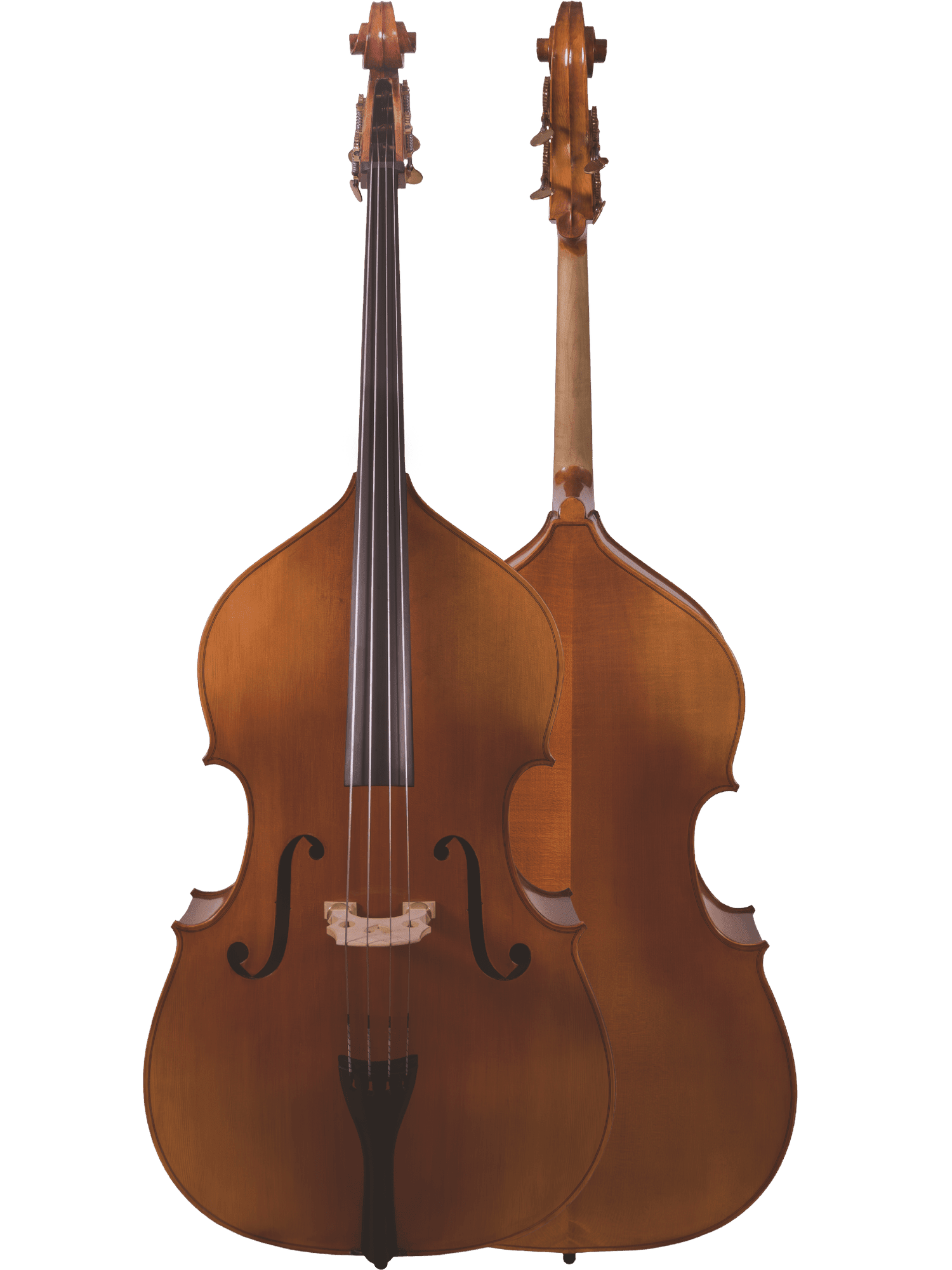 Two double basses are shown; one displays the front with strings and f-holes, the other shows the back. Ideal for advancing players, these Canzona 300 Caprice Bass instruments feature elegant curves and scrolls on a plain background.