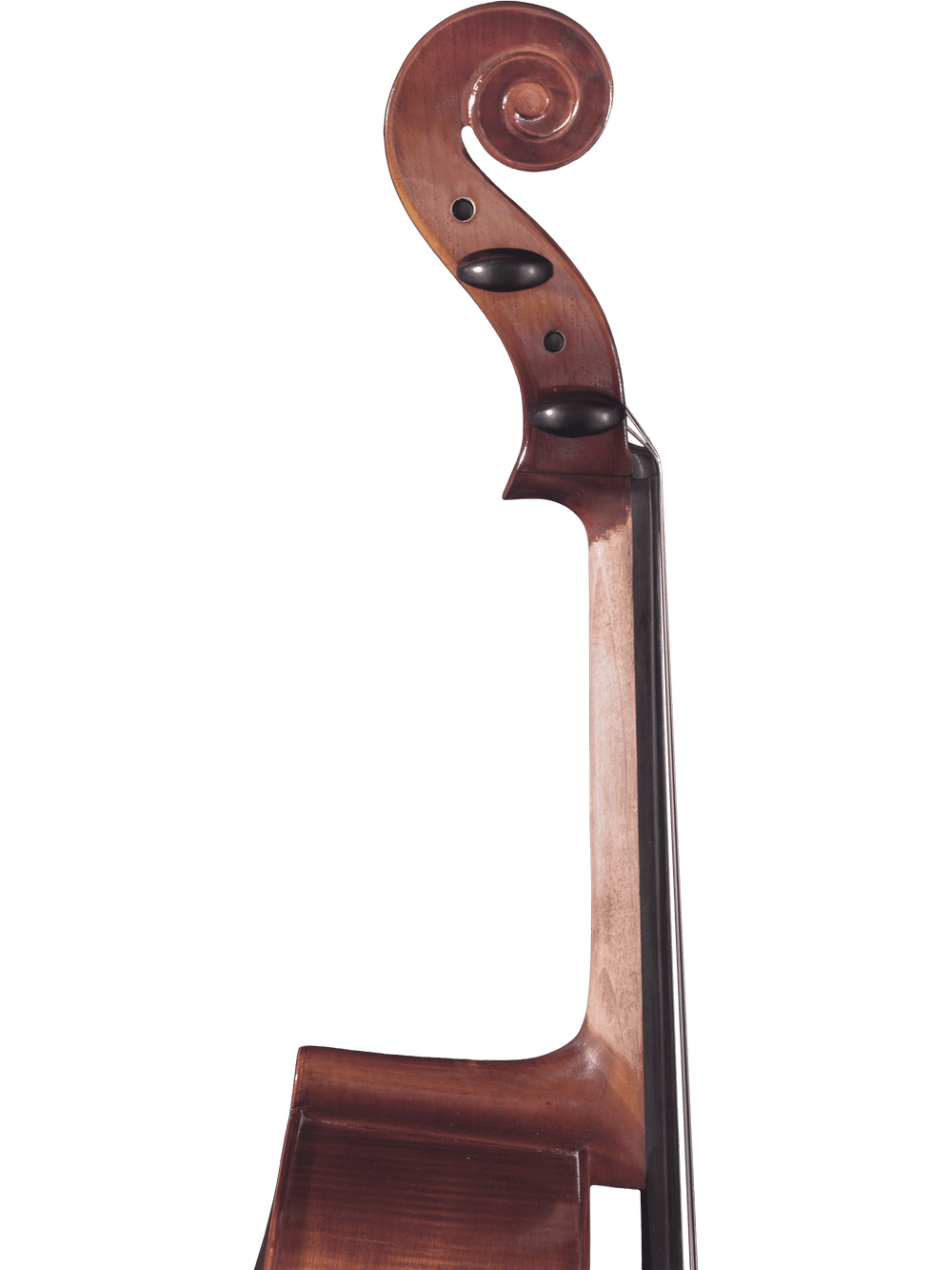 Close-up of the scroll, pegbox, and upper neck of a Canzona Allegro 100 Cello Outfit shown against a plain white background.