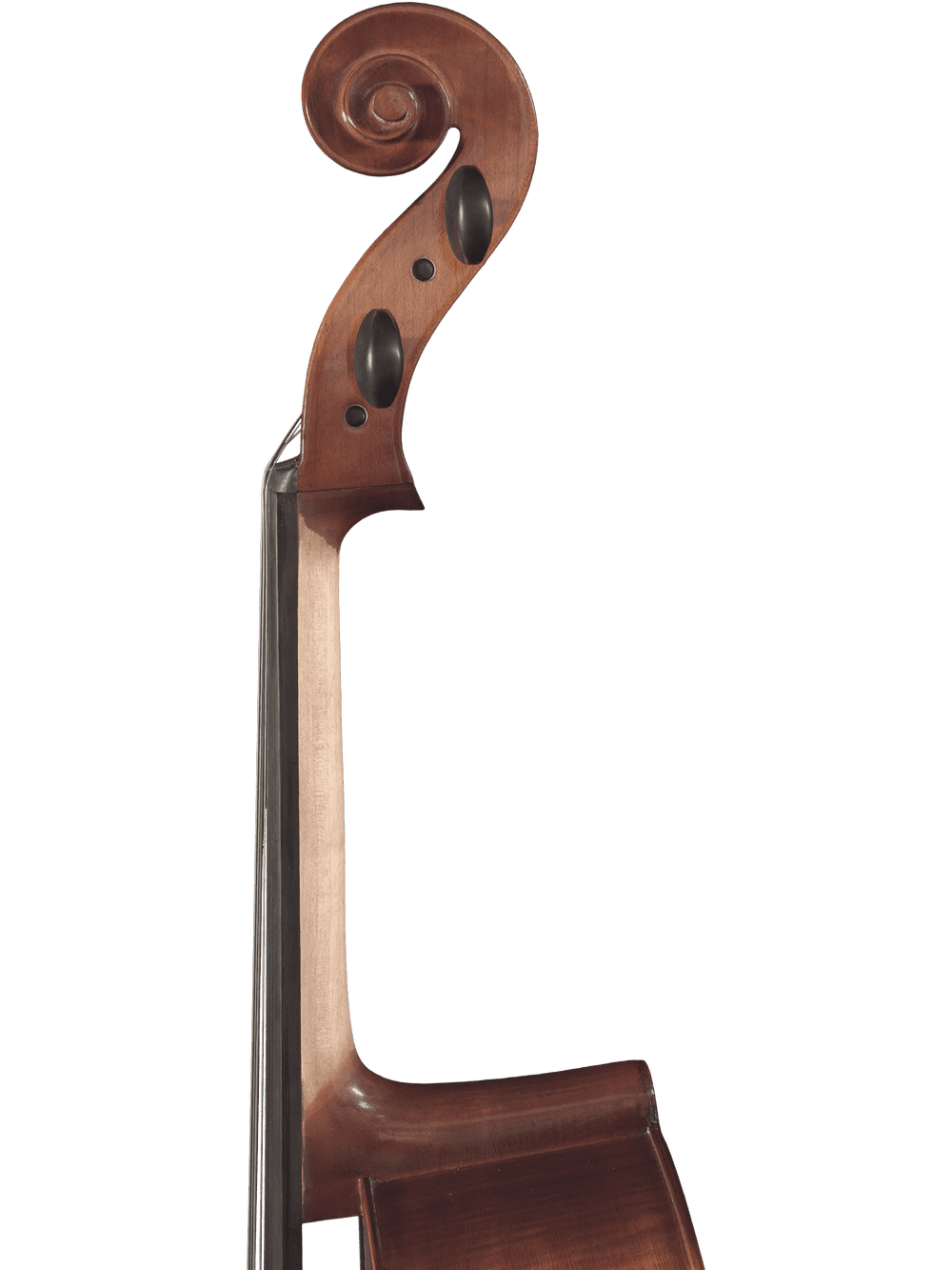 Close-up of the scroll and upper neck of the Canzona Allegro 100 Cello Outfit, featuring a carved spiral design and tuning peg holes—perfect for beginner cello players.